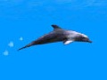 play Dolphin Jumping 2