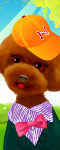 play Lovely Pets Dress Up