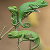 Three Chameleon In The Tree Slide Puzzle