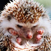 play Small Hedgehog
