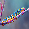 Colorful Caterpillar Slide Puzzle