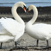 play Valentine Swans