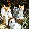 play Lovely Cats Slide Puzzle