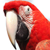 play Jigsaw: Red Macaw