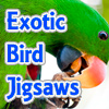 play Exotic Bird Jigsaw Tournament