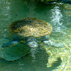 play Swimming Turtles Jigsaw