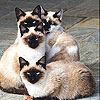 play Blue Eyed Cats Slide Puzzle
