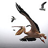 play Flying Pelicans Slide Puzzle