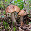 play Mushrooms