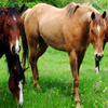 play Jigsaw: Horses