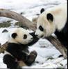 play Baby Panda
