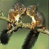 play Lovely Squirrels Slide Puzzle