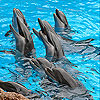 play Sweet Dolphins Slide Puzzle