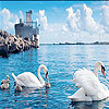 play Swan Family Slide Puzzle