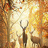 play Deer In The Woods Slide Puzzle