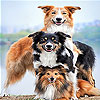 play Dog Family Slide Puzzle