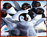 play Drag And Drop-Happy Feet 2
