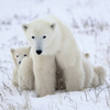 play Polar Bear Mother & Baby Slider Puzzle