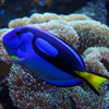 play Tropical Fish Slider Puzzle