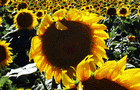 play Sunflowers Jigsaw