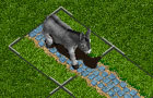 play Donkey Dilemma *Fixed*