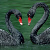 play Black Swans