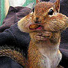 play Hungry Cute Squirrel Slide Puzzle