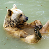 play Grizzly Bear Slider Puzzle