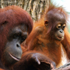 play Orangutan Baby & Mother Slider Puzzle