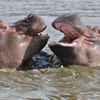 play Hippos Slider Puzzle