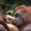 play Orangutan Baby Slider Puzzle