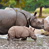 play Baby Rhino Slider Puzzle