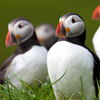 play Puffins Slider Puzzle