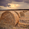 play Jigsaw: Straw In The Field