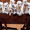 play Farm Dogs Slide Puzzle
