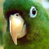 play Cool Parrot Puzzle