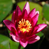 play Jigsaw: Pink Water Lily