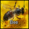 play Bee