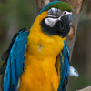 play Parrot Puzzle