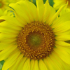 play Sunflower Puzzle