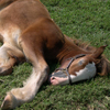 play Clydesdale Pony Jigsaw