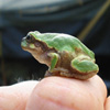 play Jigsaw: Tiny Frog