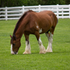 play Clydesdale Horse Slider Puzzle