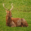 play Jigsaw: Young Deer