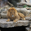play African Lion Slider Puzzle