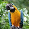 play Blue And Gold Macaw Slider Puzzle