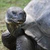 play Aldabra Tortoise Slider Puzzle