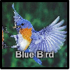 play Blue Bird