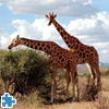 play Giraffes Jigsaw Puzzle
