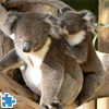 play Australian Koala Bears